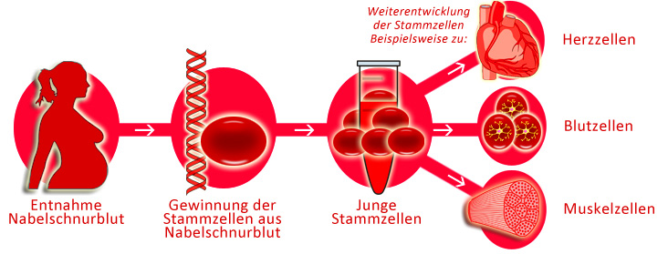 Entwicklung von entnommenen Stammzellen zu z.B. Herzzellen, Blutzellen, Muskelzellen